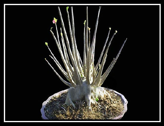 (image for) Adenium Arabicum \'Pat Muang Kong Hybrid\' 5 Seeds